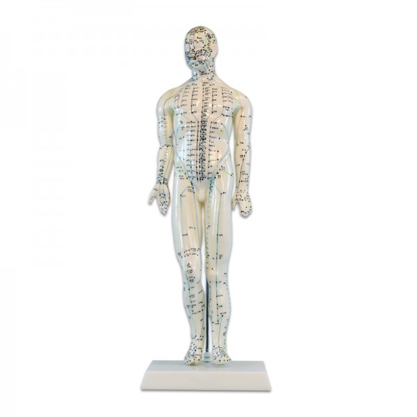 Modèle Anatomique du Corps Humain Masculin 46 cm : 361 points d'acupuncture et 80 points curieux